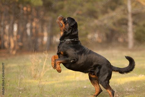 rottweiler jumper